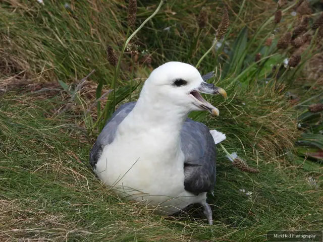 Photographed at Bempton Cliffs: Black-legged Kittiwake.