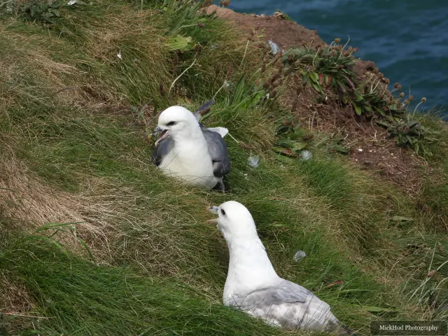 At Bempton Cliffs: Black-legged Kittiwake.