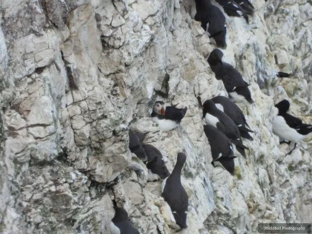 Common Guillemot at Bempton Cliffs.