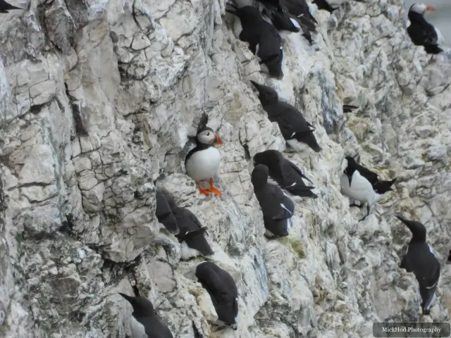 An Atlantic Puffin among nesting seabirds photographed at Bempton Cliffs.