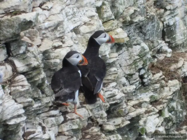 An Atlantic Puffin photographed at Bempton Cliffs.