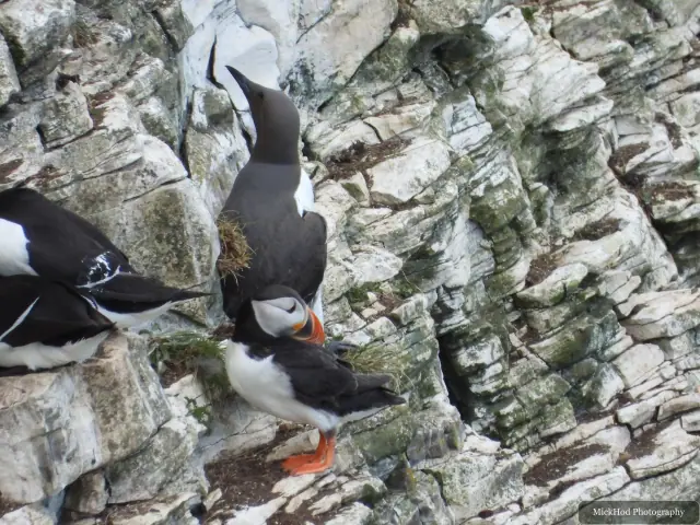 An Atlantic Puffin stands among the nesting seabirds at Bempton Cliffs.
