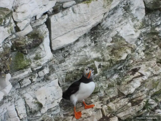 An Atlantic Puffin walks across the chalk ledge at Bempton Cliffs.
