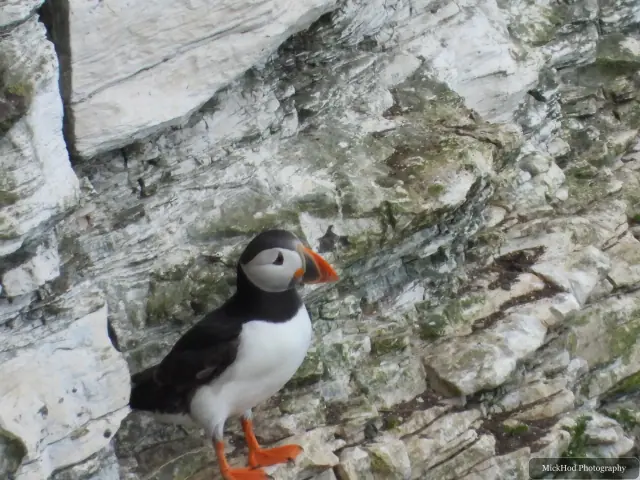 An Atlantic Puffin photographed at Bempton Cliffs.