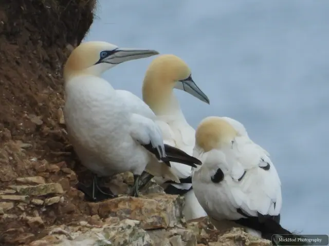 Northern Gannet at Bempton Cliffs.