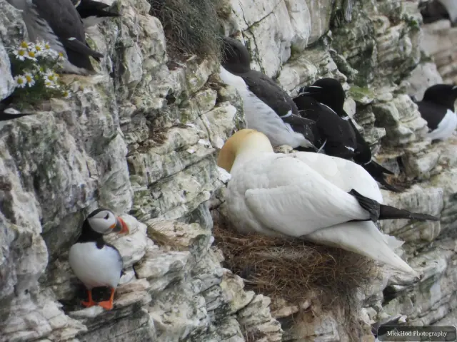 Photographed at Bempton Cliffs: Northern Gannet.