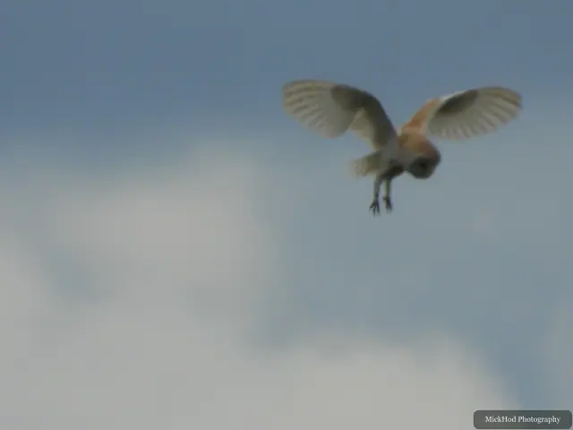 A Barn Owl photographed at Bempton Cliffs.