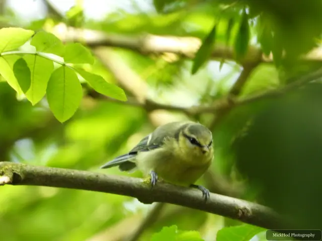 Photographed at Bempton Cliffs: Blue Tit.