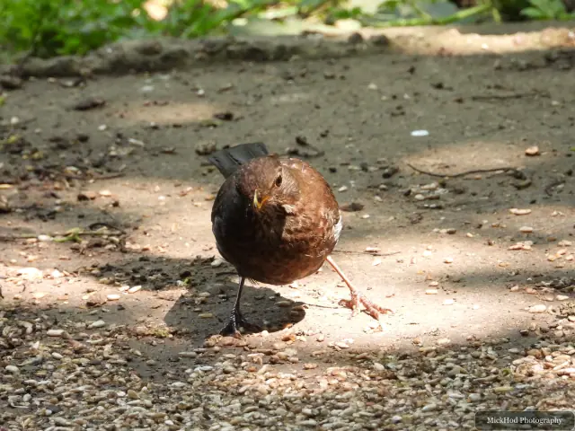 A female Common Blackbird pauses on the woodland path.