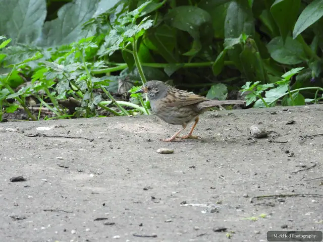 Dunnock photographed at Bempton Cliffs.