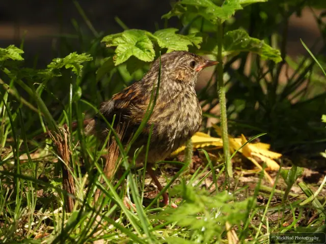 Dunnock photographed at Bempton Cliffs.
