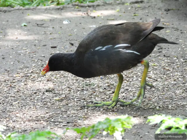 At Bempton Cliffs: Common Moorhen.