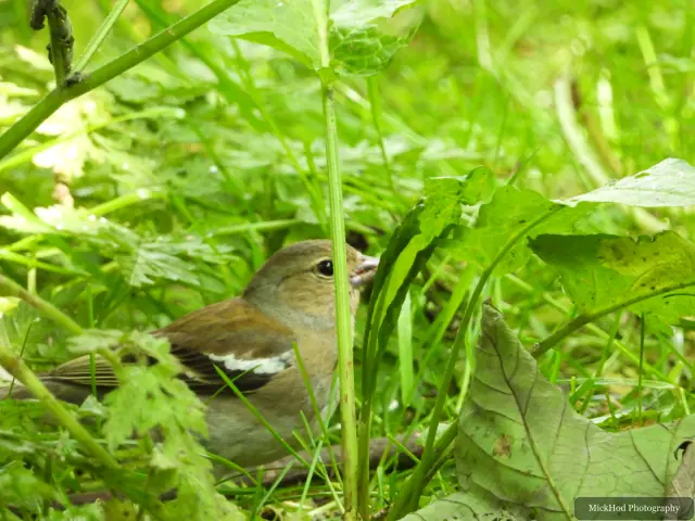 Dunnock photographed at Bempton Cliffs.