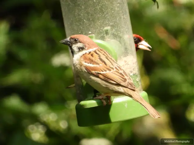 At Bempton Cliffs: House Sparrow.