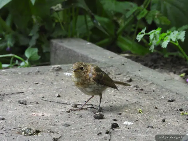 Juvenile European Robin photographed at Bempton Cliffs.