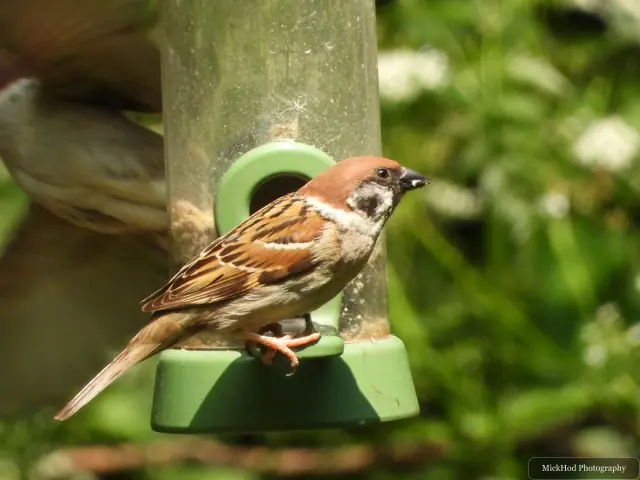 At Bempton Cliffs: House Sparrow.