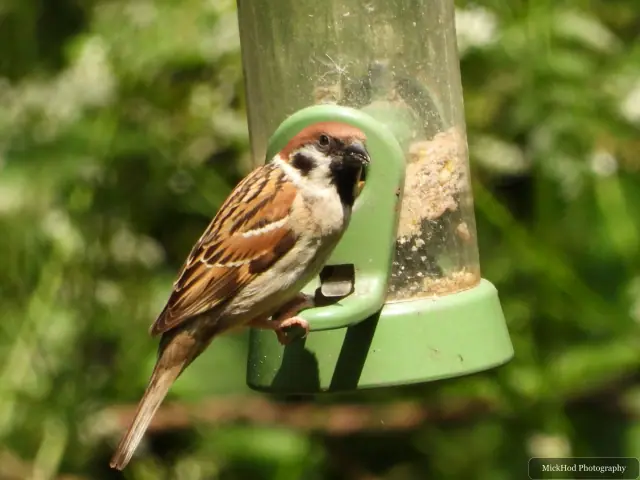 House Sparrow, seen at Bempton Cliffs.