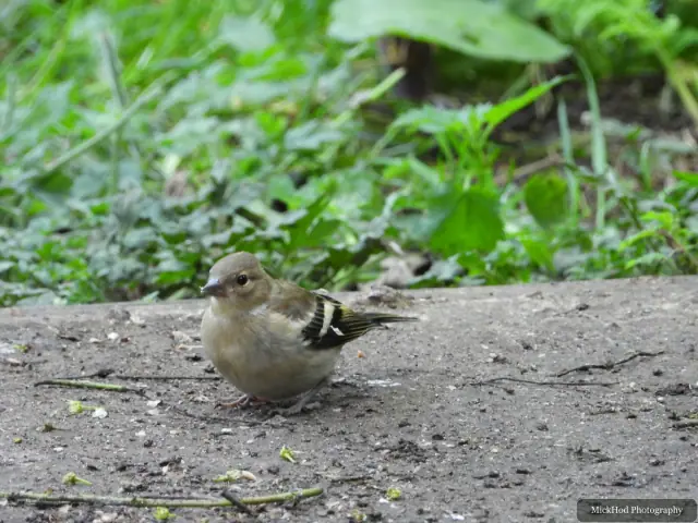 Juvenile European Greenfinch photographed at Bempton Cliffs.