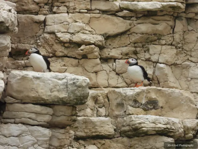 An Atlantic Puffin photographed at Bempton Cliffs.