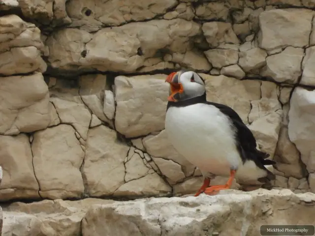 An Atlantic Puffin stands among the nesting seabirds at Bempton Cliffs.