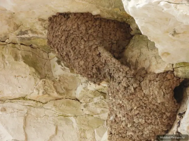 A close view of small cavities in the chalk cliff, with no bird visible in the frame.