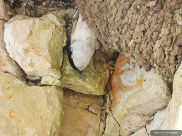 Sand Martin photographed at Bempton Cliffs.
