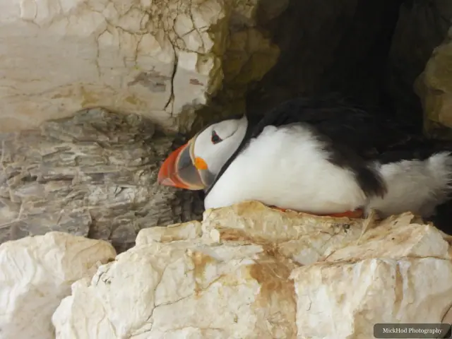 An Atlantic Puffin photographed at Bempton Cliffs.