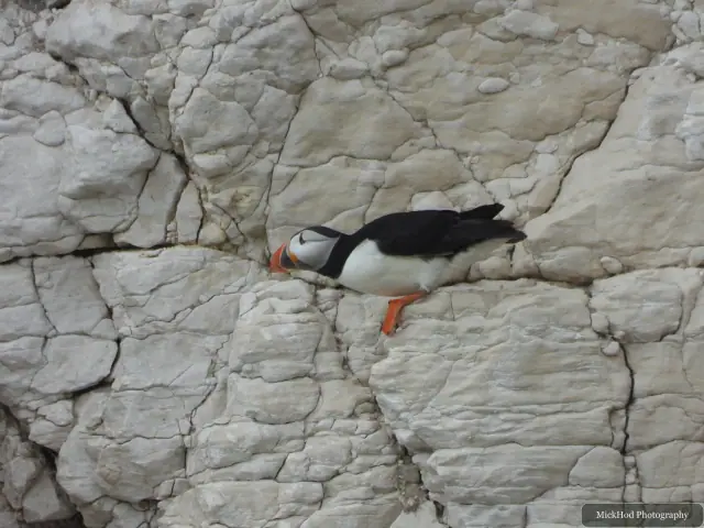 An Atlantic Puffin stands among the nesting seabirds at Bempton Cliffs.