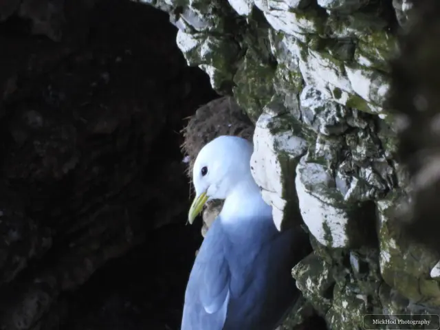 A kittiwake rests on a narrow chalk ledge, its pale head and grey wings bright against the dark rock.