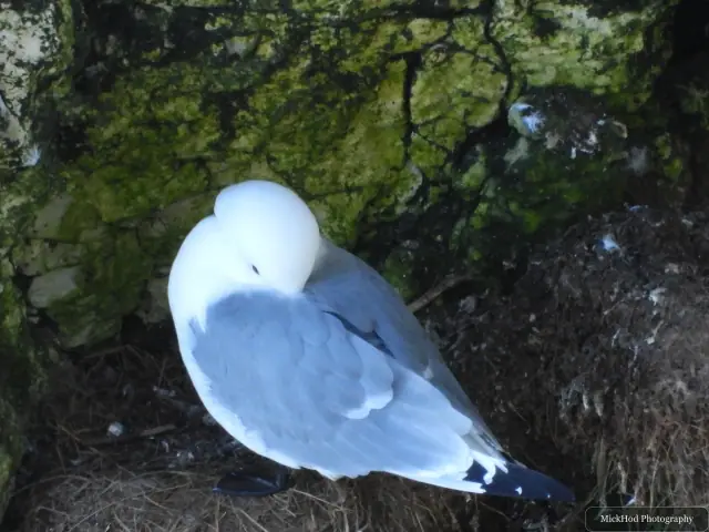 A kittiwake settles on the cliff ledge with its wings folded close to its body.