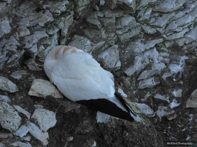 A northern gannet rests on its nest among the pale, broken rocks of the cliff face.