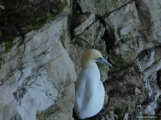 A northern gannet stands in a rocky crevice, showing its long bill and cream-coloured head.