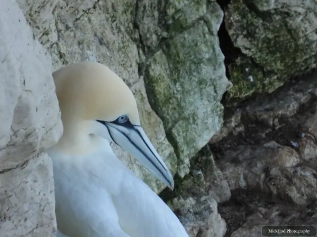 A close portrait of a northern gannet against the chalk cliff, its long bill angled downward.