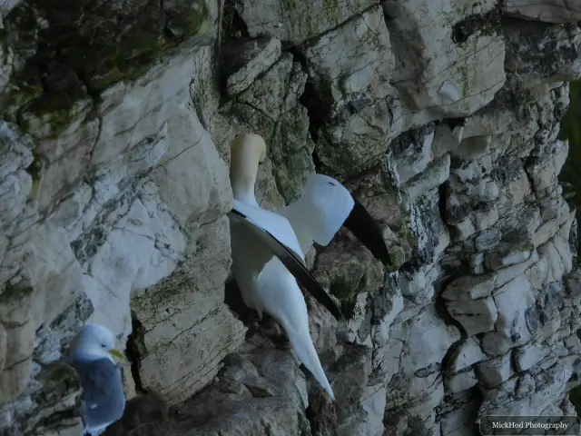 A northern gannet spreads its wings among the cliff ledges, with a kittiwake visible below.
