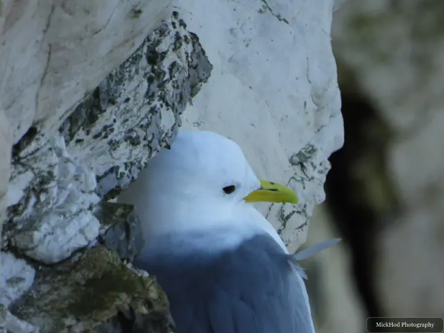 A kittiwake looks back from its rocky ledge, its yellow bill and dark-tipped wings visible.