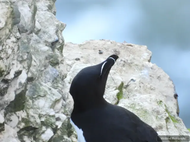 A razorbill looks upward from the cliff, showing the bold white line along its bill.