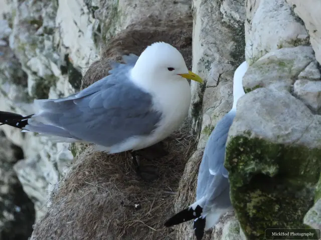 Two kittiwakes stand together at their nest on a narrow shelf in the chalk cliff.