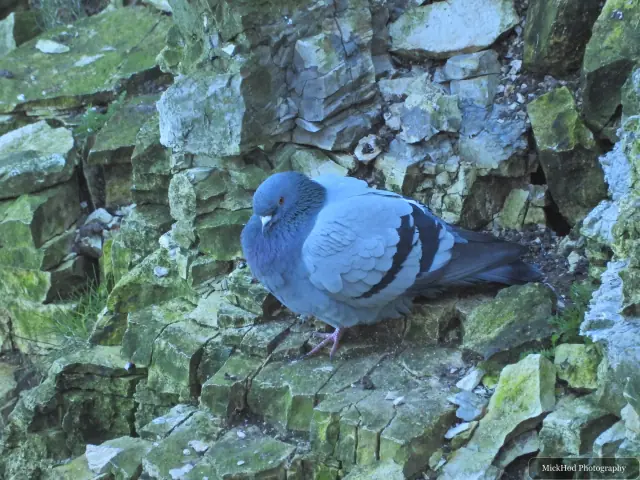 A wood pigeon rests among moss-covered rocks, its folded wings showing dark bars.