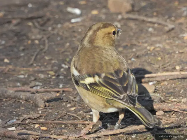 A female chaffinch searches the ground for food, showing yellow edges on her folded wings.