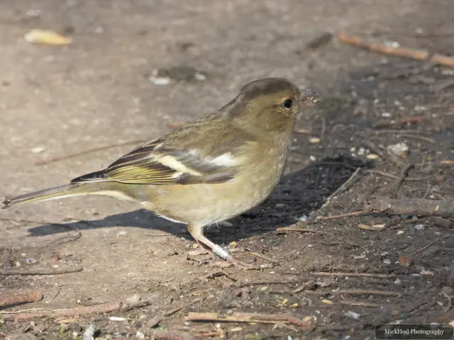 A female chaffinch stands on the woodland floor with pale wing bars and yellow-edged feathers.
