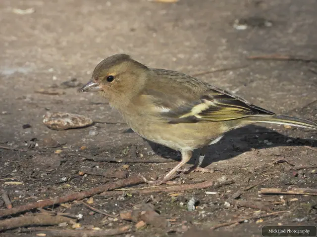 A female chaffinch picks at food among fallen twigs and leaves.