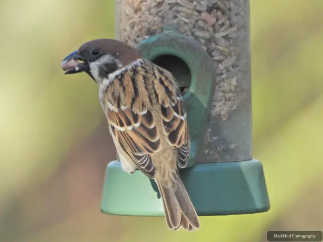A male house sparrow feeds at a garden feeder, its chestnut crown and black bib in view.