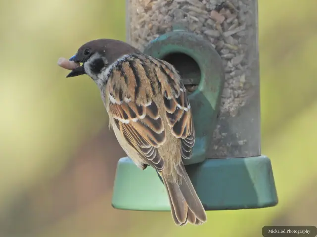 A male house sparrow perches at the feeder with a small seed in its bill.