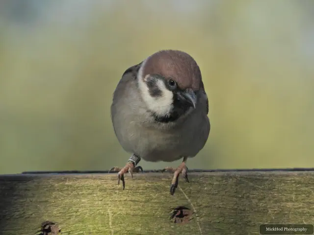 A male house sparrow faces the camera from a wooden rail.