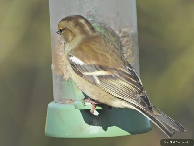 A female chaffinch clings to the side of a feeder, showing her olive-brown plumage and pale wing bars.
