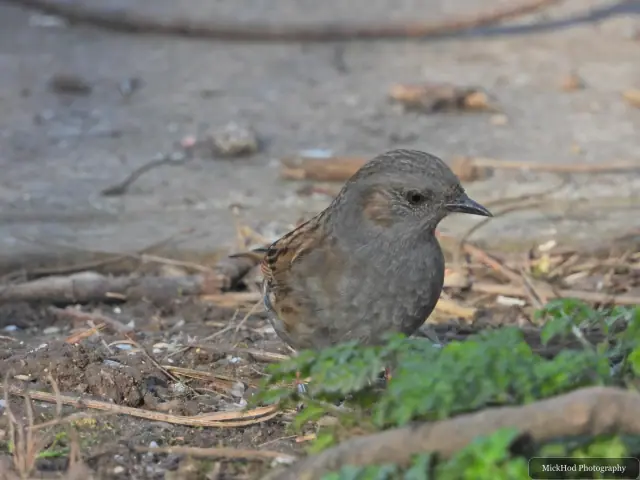 A dunnock pauses on the ground, its slate-grey head contrasting with its streaked brown wings.