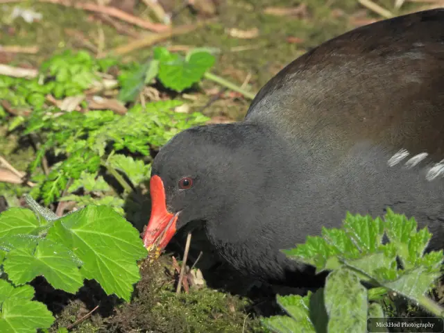 A moorhen searches among the fresh green leaves, its red bill and frontal shield standing out.