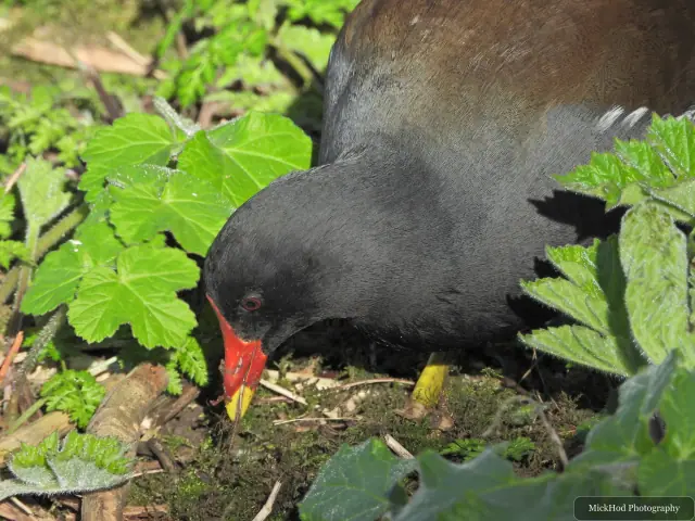 A moorhen feeds at the edge of the undergrowth, with its bright red bill lowered to the ground.