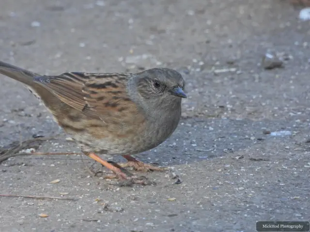 A dunnock walks across the path, its fine brown streaking visible against the grey ground.