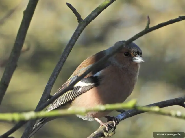 A male chaffinch perches on a branch, showing its warm breast and contrasting white wing bars.